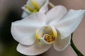 Close-up of white phalaenopsis orchid flower branch. Flower known as the Moth Orchid or Phal on the light grey brown bokeh Royalty Free Stock Photo