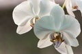 Close-up of white phalaenopsis orchid flower branch. Phalaenopsis known as the Moth Orchid or Phal against light on the brown gre Royalty Free Stock Photo