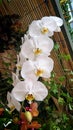 Close up of White Phalaenopsis Orchid Flowers blooming in the garden Royalty Free Stock Photo