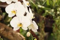 Close up of white phalaenopsis orchid flowers is blooming in the garden Royalty Free Stock Photo