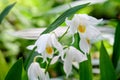 Close up white Phalaenopsis orchid flowers in full bloom in a garden pot in a sunny summer day, beautiful outdoor floral backgroun Royalty Free Stock Photo