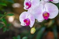 Close-up of White Phalaenopsis orchids are blooming in a garden Royalty Free Stock Photo