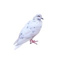 White pigeon with grey striped isolated on white background , clipping path Royalty Free Stock Photo