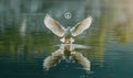 Close-up of a white pigeon with outstretched wings flying over a tranquil lake with a peace symbol reflected in the water Royalty Free Stock Photo