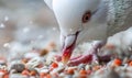 Close-up of a white pigeon's beak as it pecks at scattered bird seeds Royalty Free Stock Photo