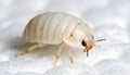Close-up of white pillbug insect Royalty Free Stock Photo