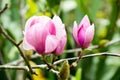 Close up white and ping Magnolia flower Royalty Free Stock Photo