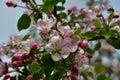 Close-up of white-pink apple flowers in sunlight. Royalty Free Stock Photo