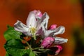 Close-up of white and pink apple tree flowers on blurred brick wall background. Bright sunny spring theme for any design Royalty Free Stock Photo