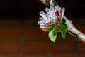 Close-up of white and pink apple tree flowers on blurred brick wall background Royalty Free Stock Photo