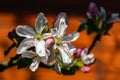 Close-up of white and pink apple tree flowers on blurred brick wall background. Bright sunny spring theme Royalty Free Stock Photo