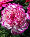 Close up of white and pink carnation flower Royalty Free Stock Photo