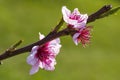 Macro of white-pink cherry blossoms in the Rheingau Royalty Free Stock Photo