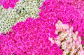 Close up of white and pink Chrysanthemum daisy flower, Beautiful huge bouquet of Chrysanthemum floral botanical flowers and Royalty Free Stock Photo