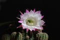 Close up of a white and pink colored cactus flower.