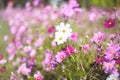 White pink cosmos bipinnatus flowers with water drops blooming in garden natural outdoor background Royalty Free Stock Photo