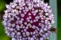 Close Up of  white pink Flower ball of the leek plant Allium with a bee, shallow depth of field, selective focus Royalty Free Stock Photo