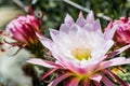 Close up of white and pink flowers of a hedgehog Echinopsis cactus blooming in a garden in California