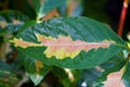 Close up of the white, pink and green leaf of Caricature Plant