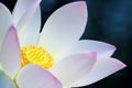 White-pink lotus flower Royalty Free Stock Photo