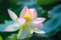 White-pink lotus flower Royalty Free Stock Photo