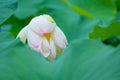 white-pink lotus flower Royalty Free Stock Photo