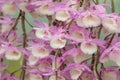 Close-up of a white and pink orchid