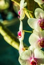 Close up of white and pink orchid flower Royalty Free Stock Photo