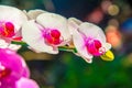 Close up of white and pink orchid flower Royalty Free Stock Photo