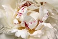 Close-up of white-pink peony paeony flower