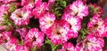 Close-up of white and pink petunia flowers