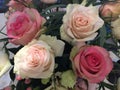 Close up of white and pink rose blossoms