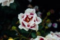 Close-up of white and pink roses with rain drops over blurred dark green leaves Royalty Free Stock Photo