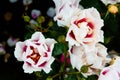 Close-up of white and pink roses with rain drops over blurred dark green leaves Royalty Free Stock Photo