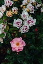 Close-up of white and pink roses with rain drops over blurred dark green leaves Royalty Free Stock Photo