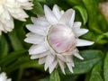 Close-up of a White and Pink Strawflower Bud Royalty Free Stock Photo