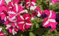 Close-up of white and pink surfinia flowers