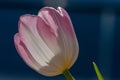 Close up white pink tulip with six petals  on black backgrond Royalty Free Stock Photo