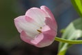 Close up white pink tulip with six petals und yellow stamens on black backgrond Royalty Free Stock Photo