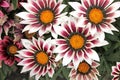 Close up of white, pink and yellow coloured flowers