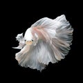 Close up of white platinum Betta fish or Siamese fighting fish