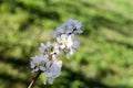 Close up white plum flower Royalty Free Stock Photo
