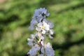 Close up white plum flower Royalty Free Stock Photo