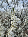 Close up white plum tree branch with young white flowers, green leaves and buds. Spring wallpaper Royalty Free Stock Photo
