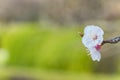 Close-up on white plum trees in bloom on a bokeh background Royalty Free Stock Photo