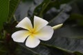 Close up at white Plumeria, Beautiful Nature Background : Plumeria, Franipani, Pagoda tree or Temple tree, Beautiful white flowers Royalty Free Stock Photo