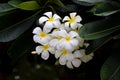 Close up at white Plumeria, Beautiful Nature Background : Plumeria, Franipani, Pagoda tree or Temple tree, Beautiful white flowers