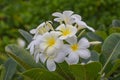 Close up at white Plumeria, Beautiful Nature Background : Plumeria, Franipani, Pagoda tree or Temple tree, Beautiful white flowers