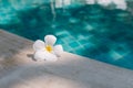 Close up White Plumeria flower on the pool edge with blue water background. Royalty Free Stock Photo