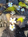 close up white plumeria flowers and green yellowish leaves falling off the ground